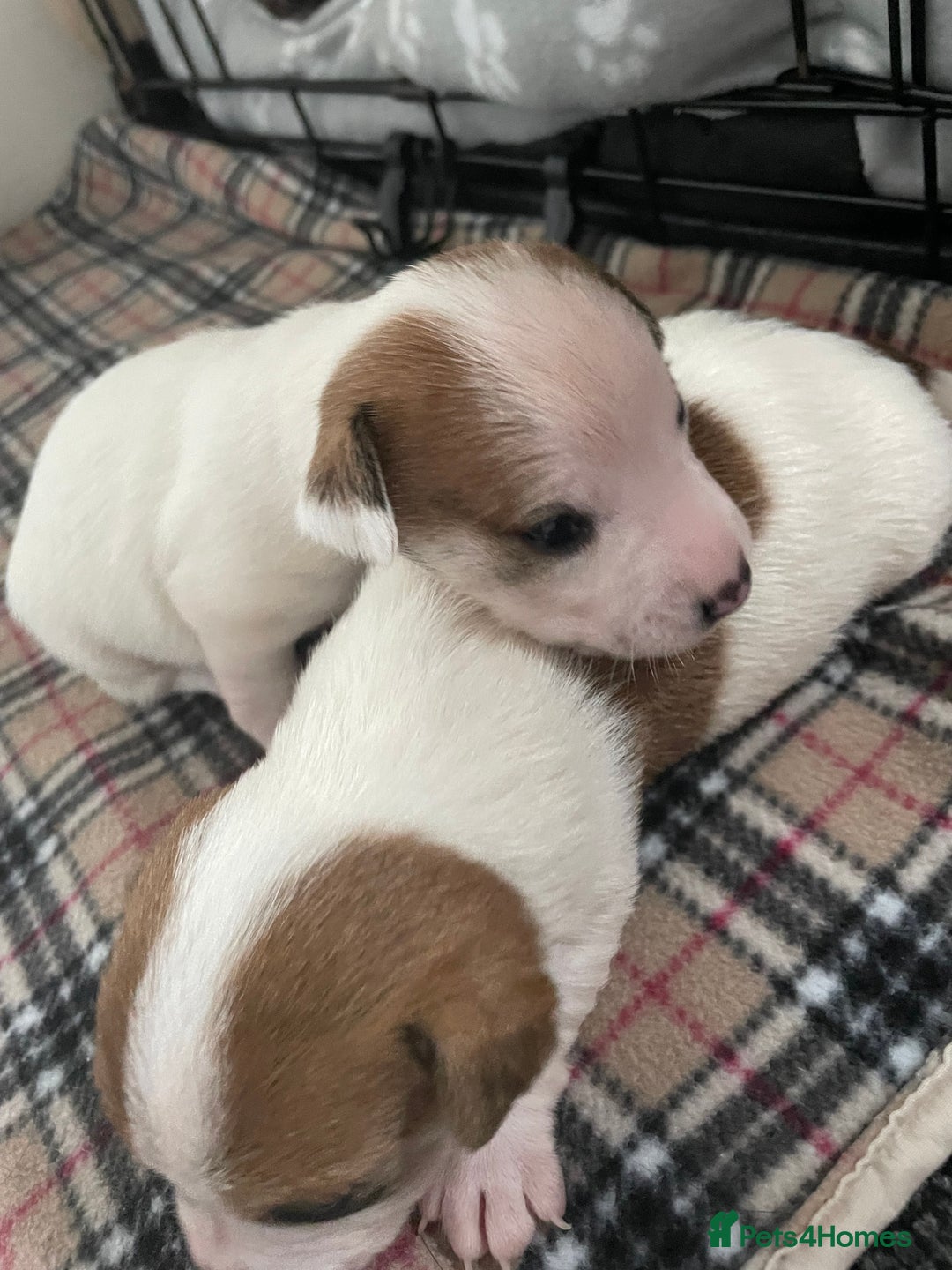 Mixed Breed dogs for sale: Chihuahua x Jack Russell puppies - Image 25