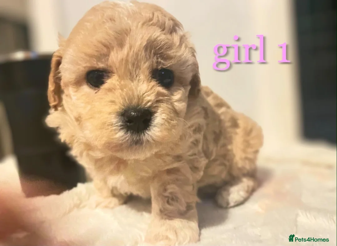 Maltipoo dogs for sale: 🐾our adorable F1 Maltipoo twin puppies🐾 - Advert 1