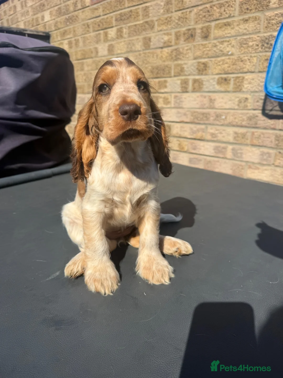 Cocker Spaniel dogs for sale: gorgeous Chocolate roan sable girl🤎 - Advert 2