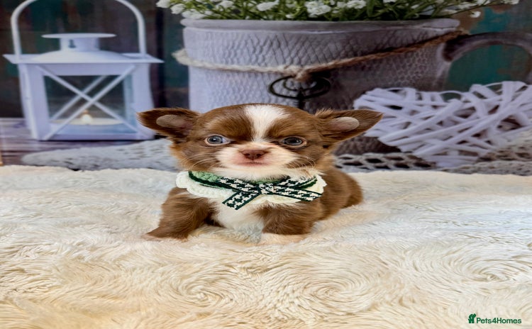 Chihuahua dogs - Advert 3