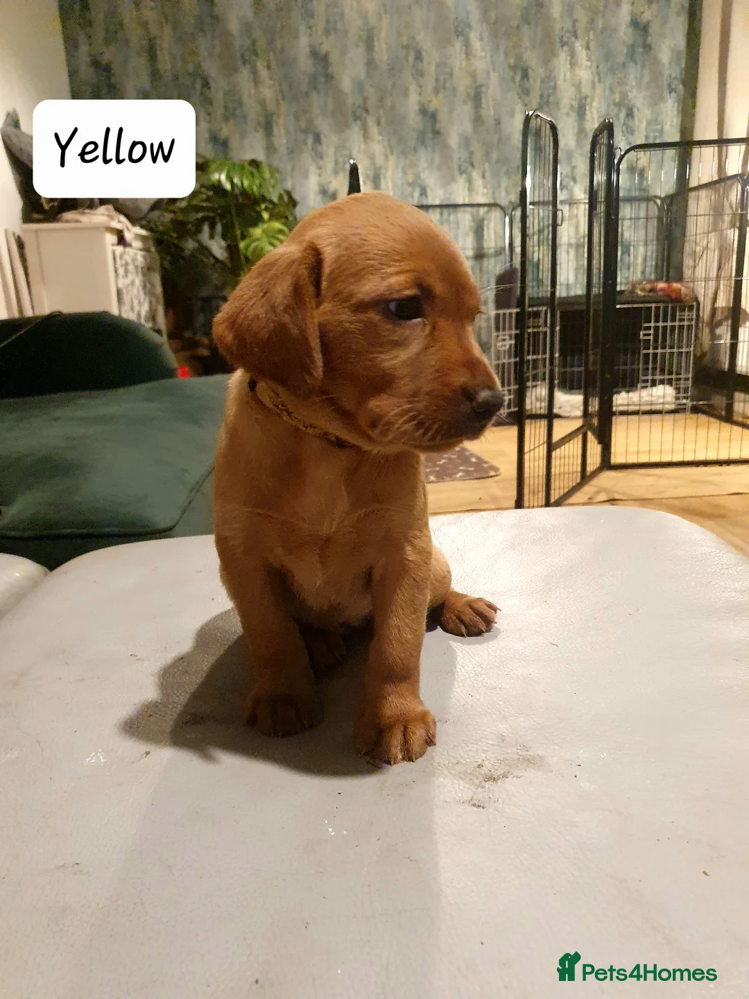 Labrador Retriever dogs for sale: Deep Fox Red KC Labs - Advert 12