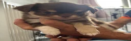 Chihuahua dogs for sale: Long coat chihuahua  - Advert 30