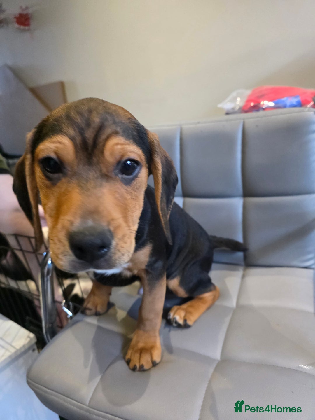 Bocker dogs for sale: Bocker pups  - Advert 2