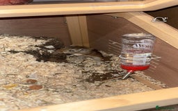 Gerbil rodents for sale: 2 Female Gerbils - Image 1