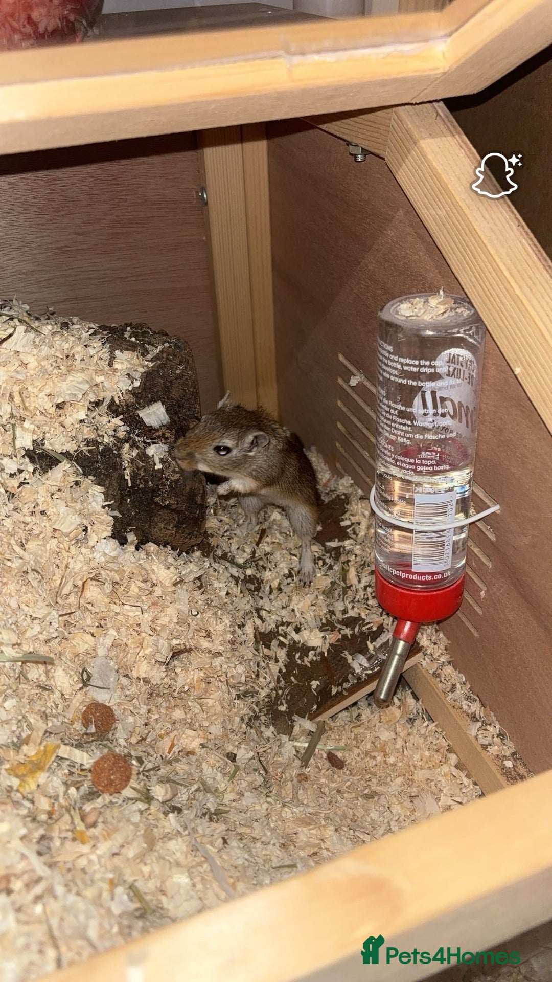 Gerbil rodents for sale: 2 Female Gerbils - Image 1