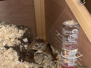 Gerbil rodents - Advert 2