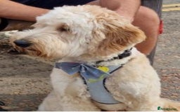 Mixed Breed dogs for sale: Mini Golden Doodle’s - Image 5