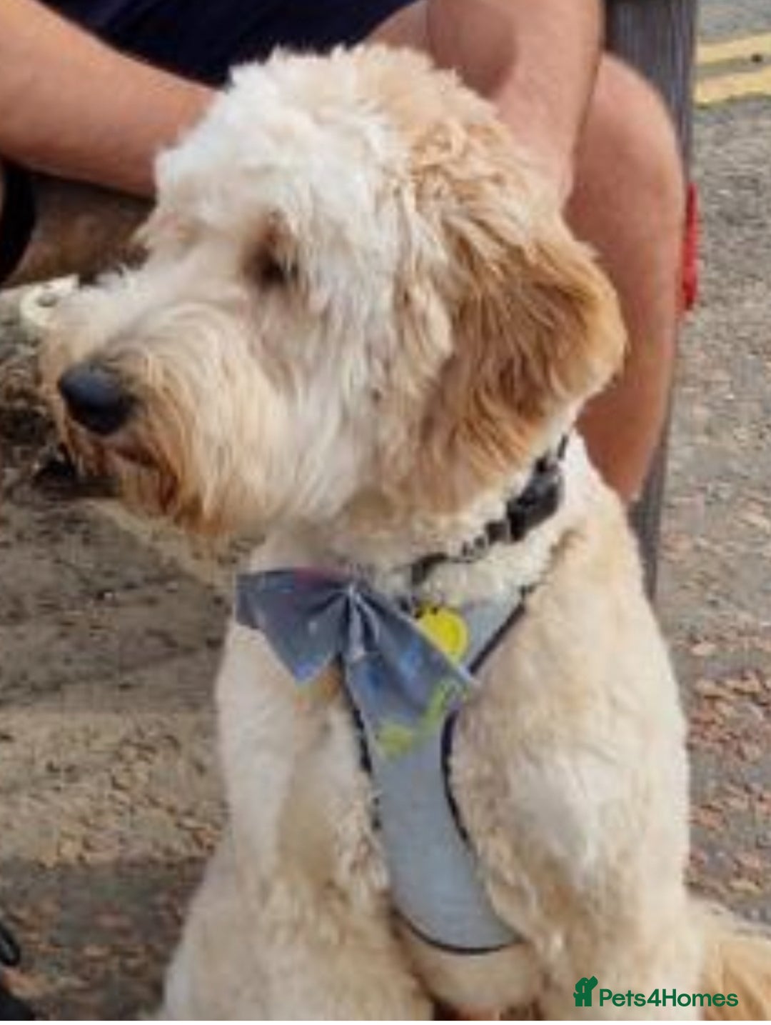 Mixed Breed dogs for sale: Mini Golden Doodle’s - Image 5
