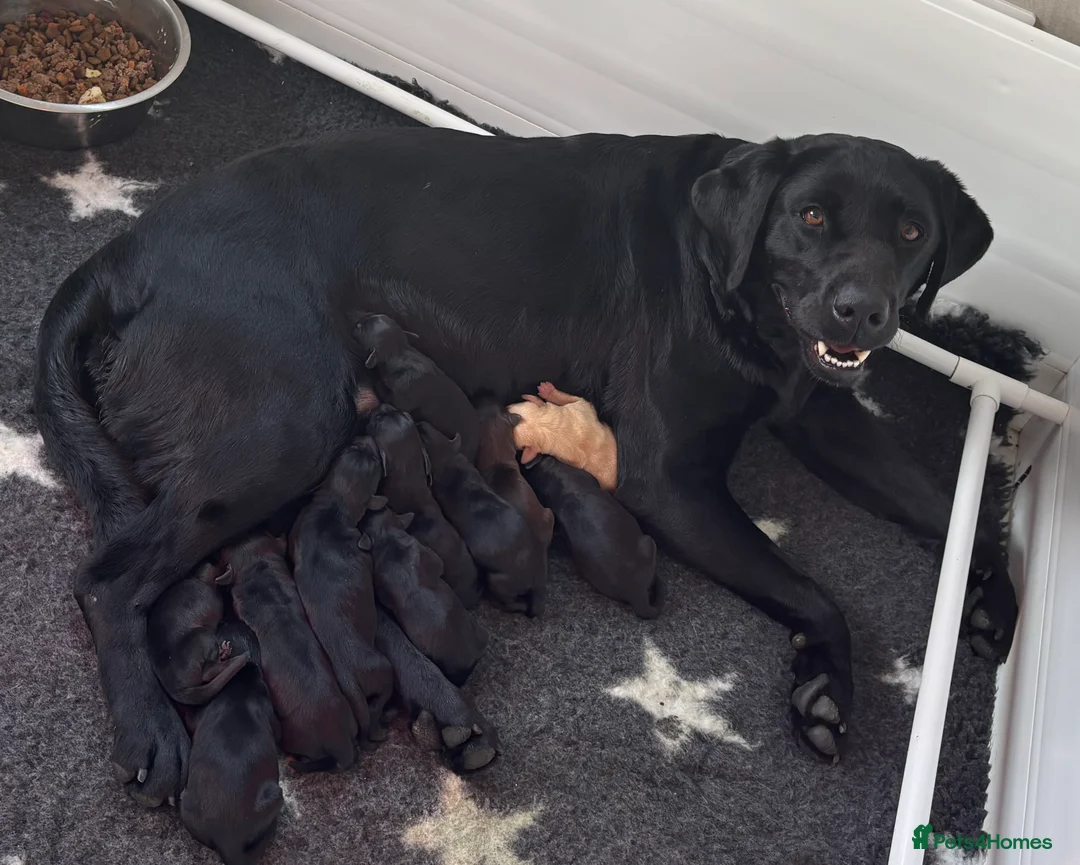 Labrador Retriever dogs for sale: Kc Reg Black Labrador Puppies  - Advert 1