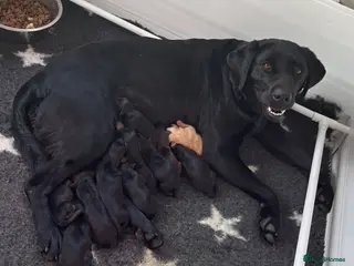 Labrador Retriever dogs Kc Reg Black Labrador Puppies - Advert 1