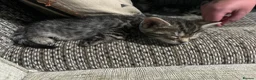 Bengal cats for sale: Mix Bengal kittens for sell in Corby - Advert 16