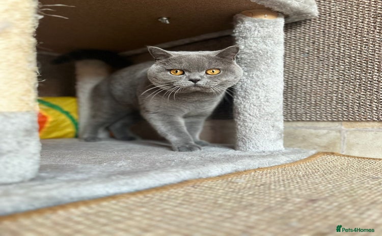 British Shorthair cats - Advert 12