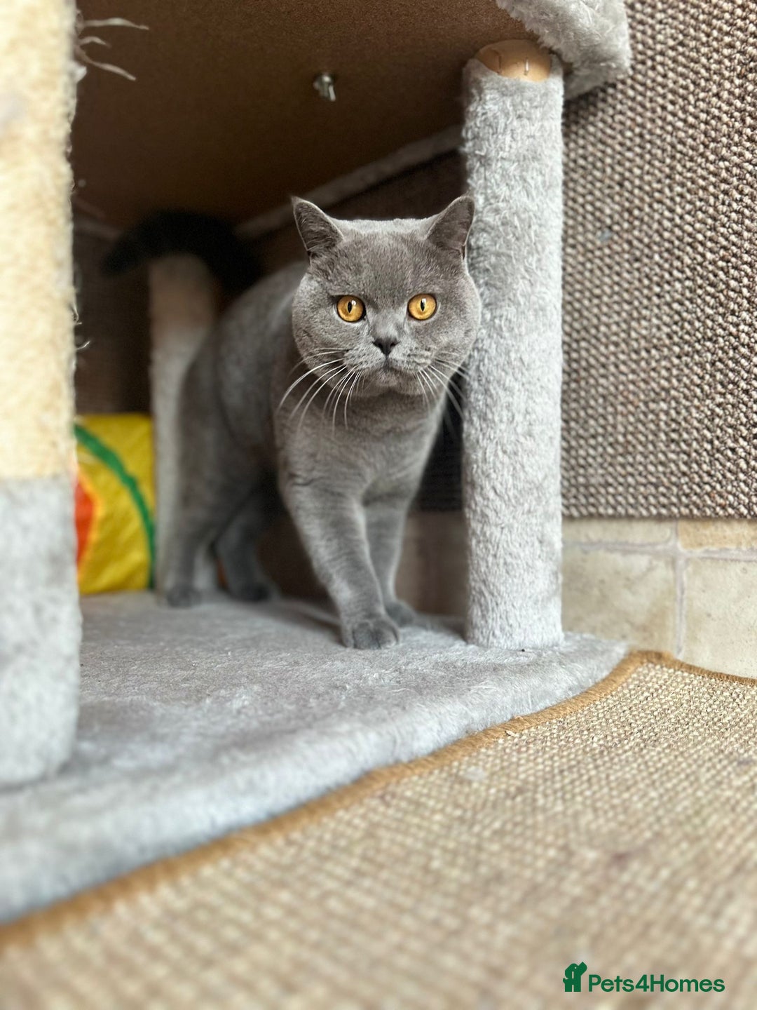 British Shorthair cats for stud: CHUNKY, GORGEOUS BSH STUD  - Image 1