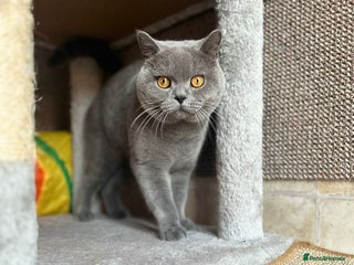 British Shorthair cats - Advert 5