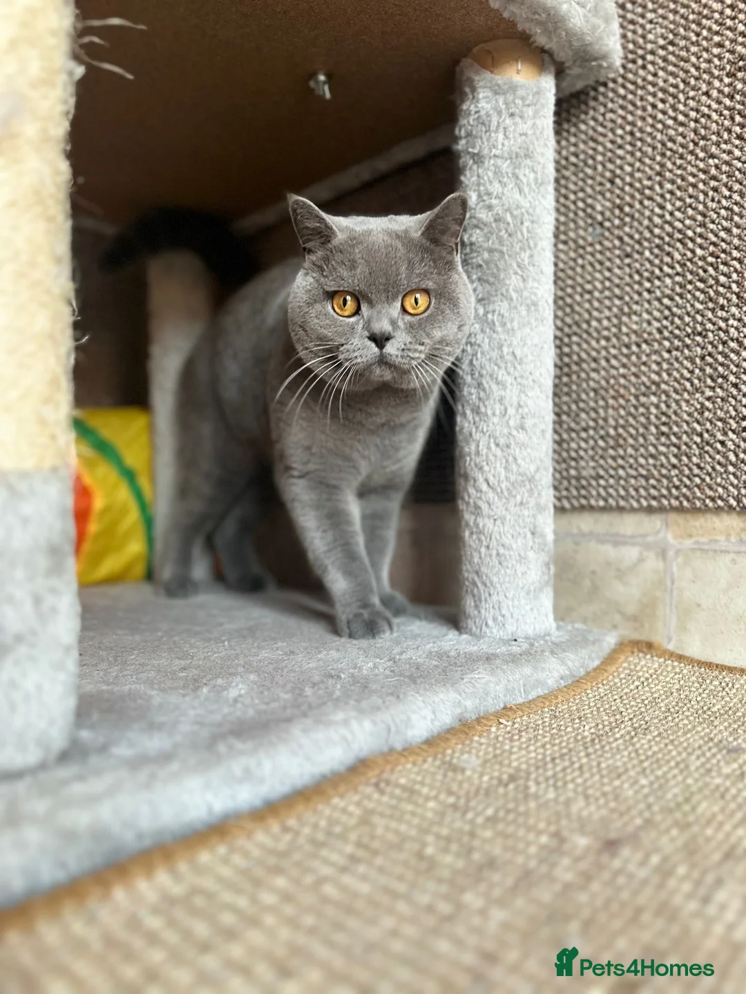 British Shorthair cats for stud: CHUNKY, GORGEOUS BSH STUD  - Advert 2
