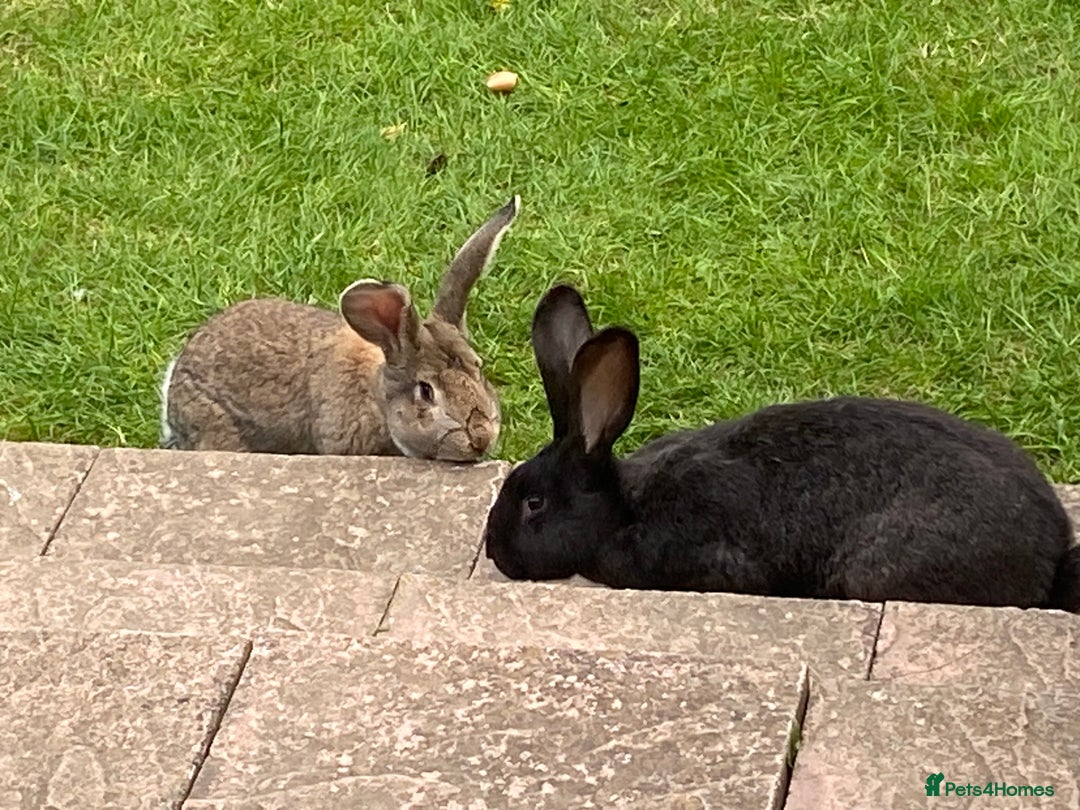 Continental Giant rabbits for sale: 2 HUGE Continental Giants - Image 7