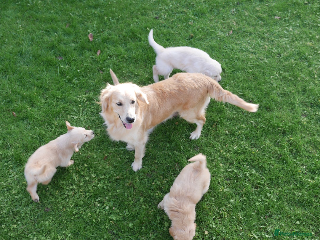 Golden Retriever dogs for sale: Stunning Health Tested Golden Retriever Puppies - Advert 14