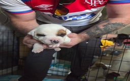 Staffordshire Bull Terrier dogs for sale: Staffordshire pups - Image 2