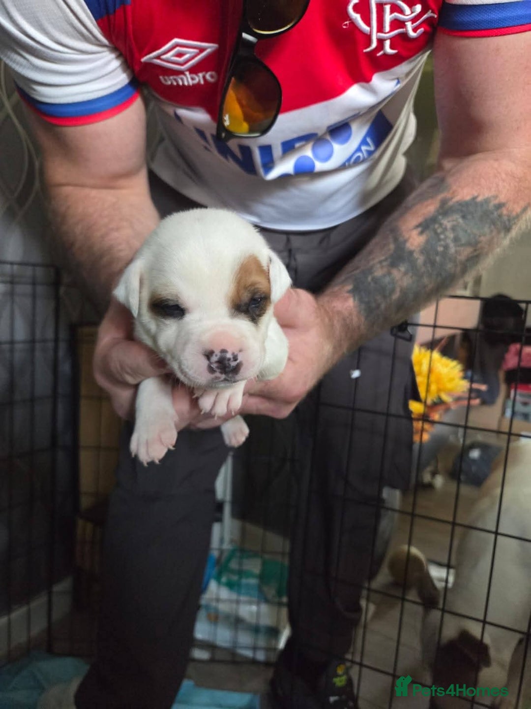 Staffordshire Bull Terrier dogs for sale: Staffordshire pups - Image 2