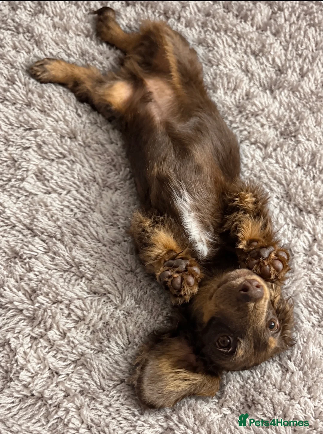 Miniature Dachshund dogs for sale: Beautiful fluffy male miniature dachshund  - Advert 4