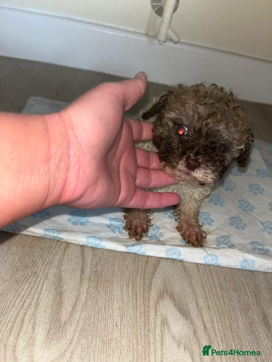 Shihpoo dogs for sale: Shih poo puppies  - Advert 2