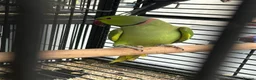 Ringnecks birds for sale: Stunning Baby Indian Ringnecks  - Advert 5