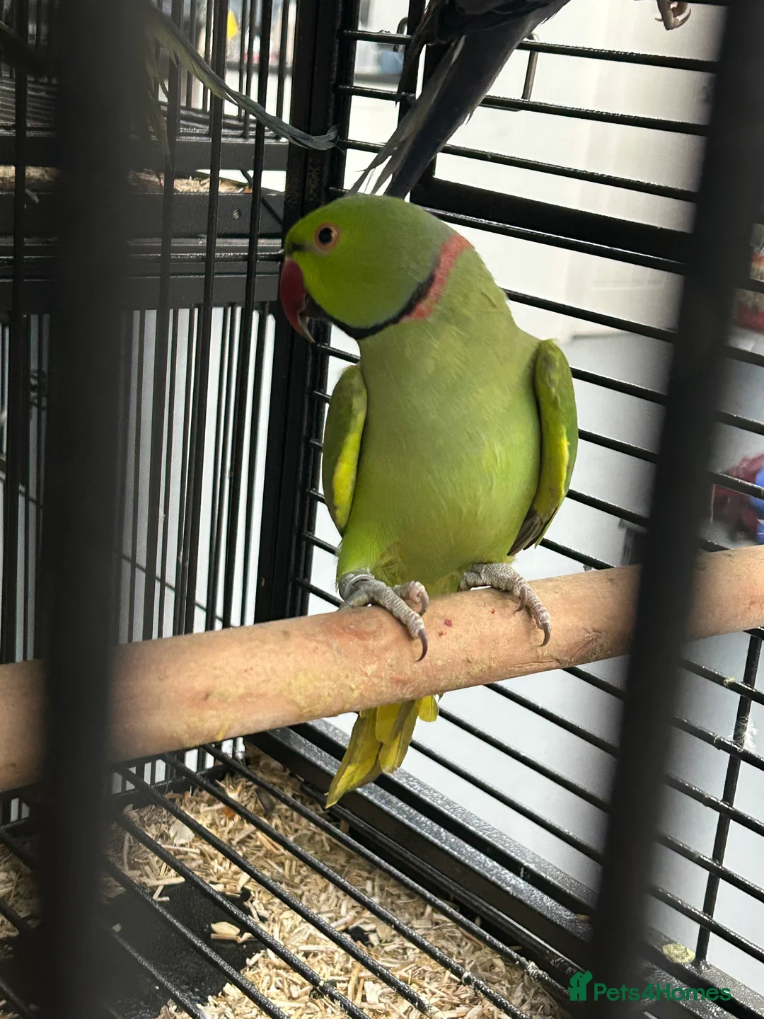 Ringnecks birds for sale: Stunning Baby Indian Ringnecks  - Advert 5