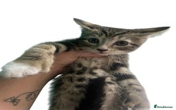 British Shorthair cats for sale: Kittens  - Image 5