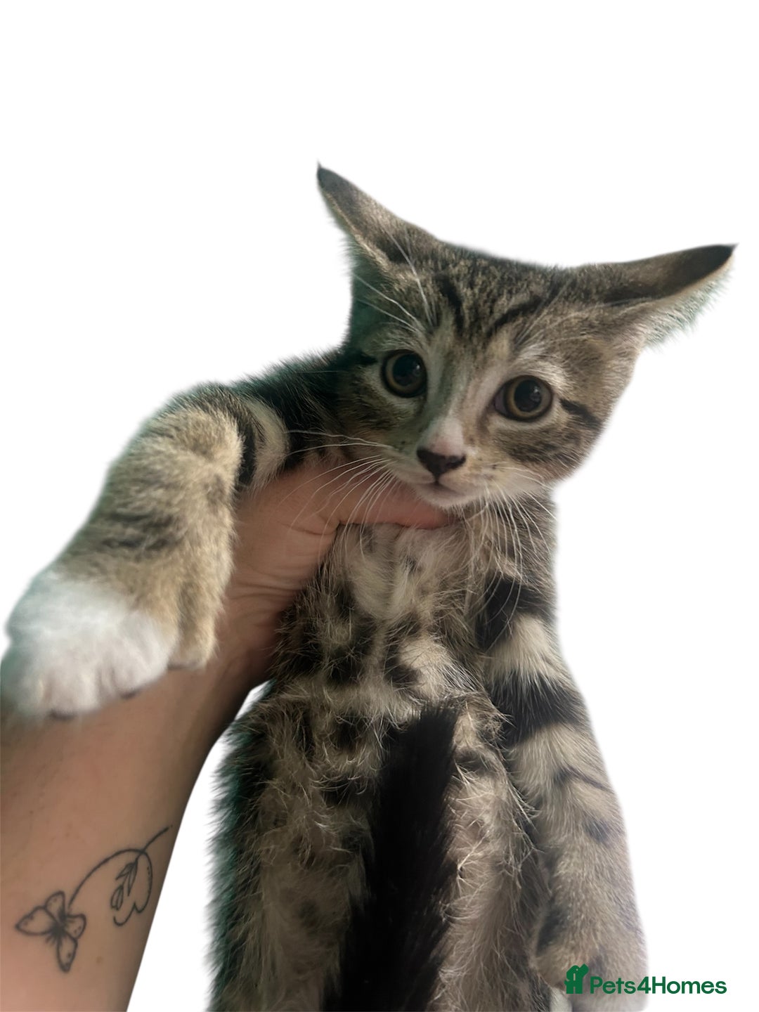 British Shorthair cats for sale: Kittens  - Image 5