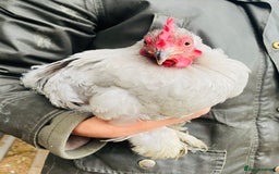 Chickens poultry for sale: Trio of Pekins - Image 2