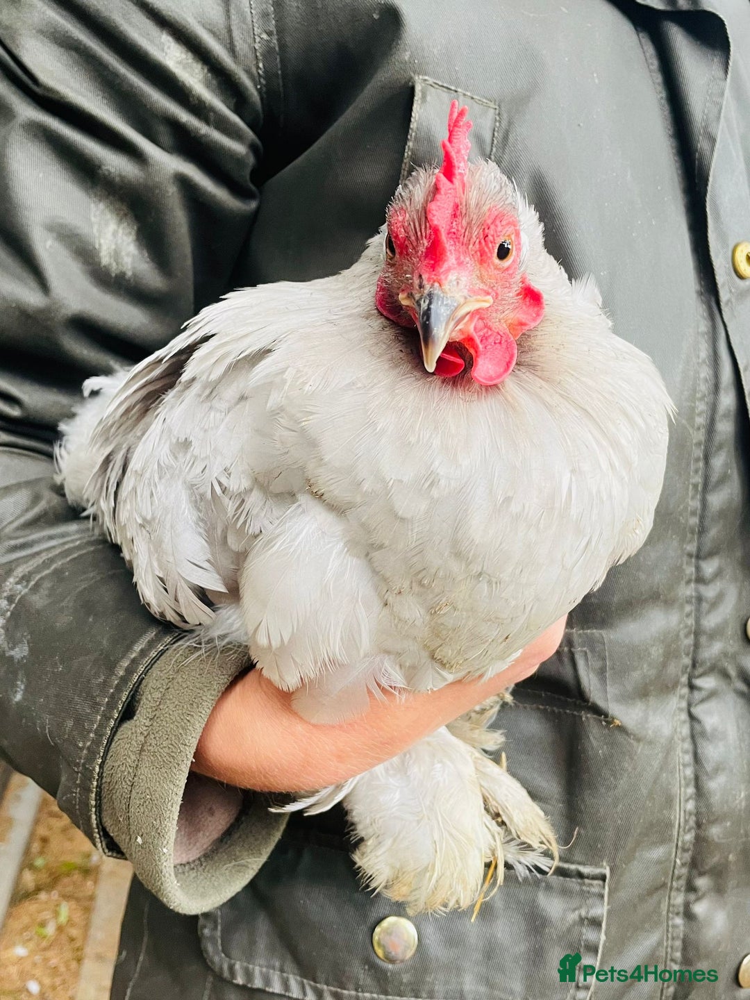 Chickens poultry for sale: Trio of Pekins - Image 2