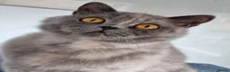 British Shorthair cats for sale: British Shorthair blue/cream girl.  - Advert 9