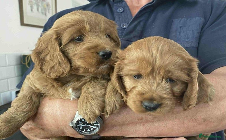 Cockapoo dogs - Advert 4