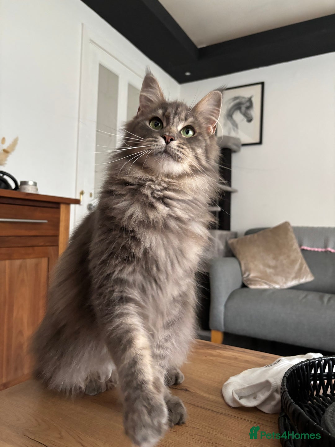 Maine Coon cats for sale: Stunning poly/non poly Maine coin kittens - Image 10