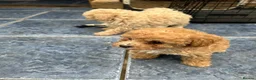 Poochon dogs for sale: 3 gorgeous Poochon puppies for sale - Advert 10