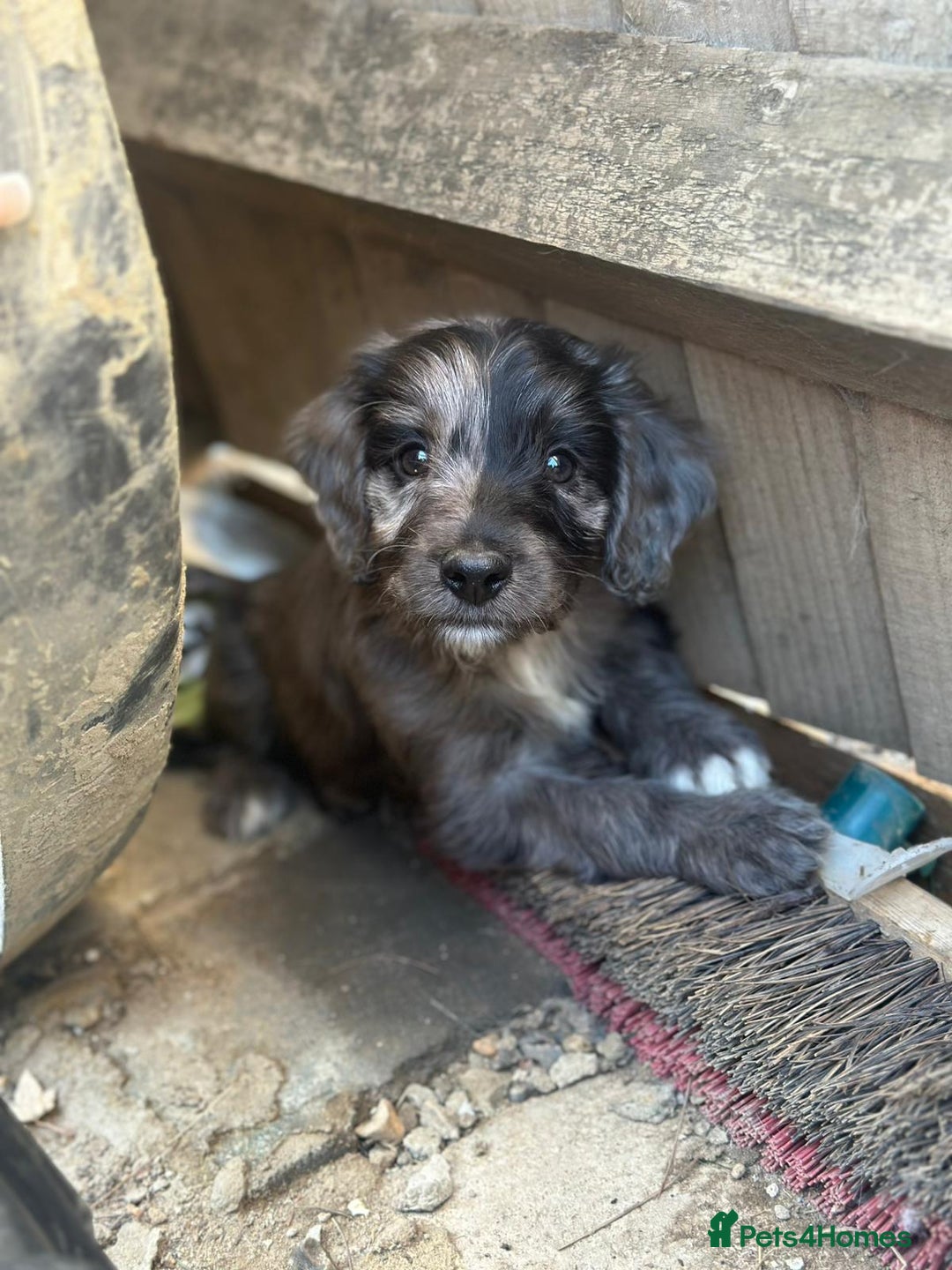 Sproodle dogs for sale: F1 Sproodle Puppies  - Image 17