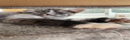 Mixed Breed cats for sale: Tiger needs a loving home - Advert 4