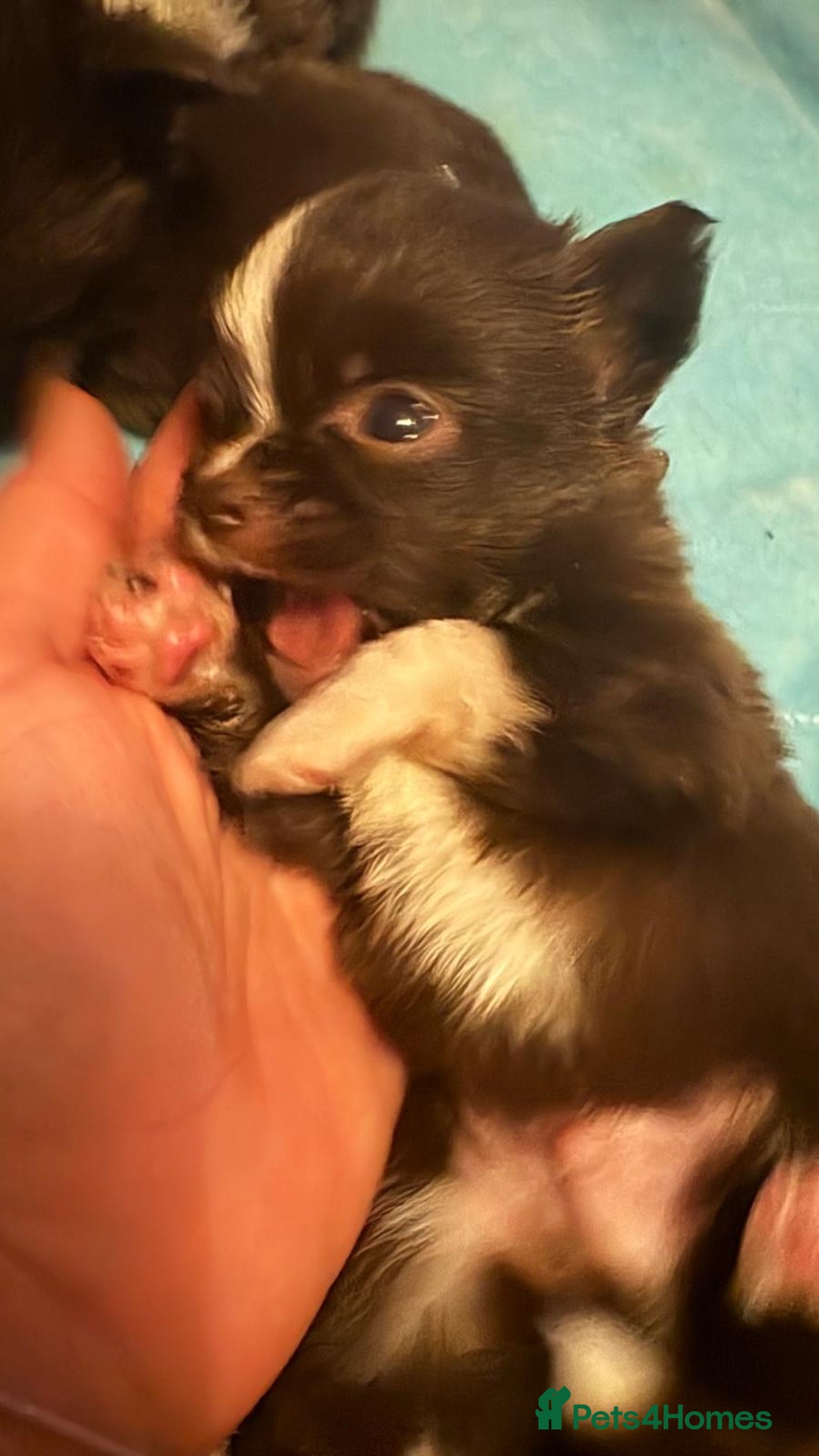 Chihuahua dogs for sale: Beautiful chihuahua babies - Advert 6