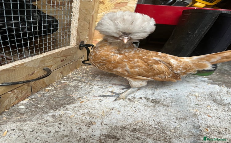 Chickens poultry - Advert 15