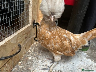 Chickens poultry - Advert 31