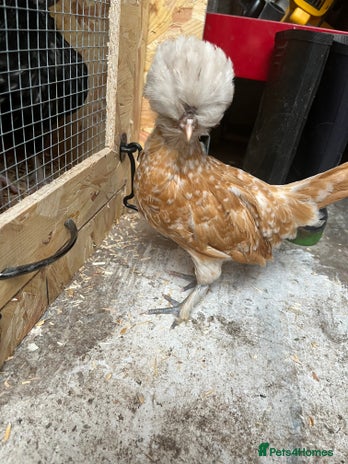 Chickens poultry - Advert 17