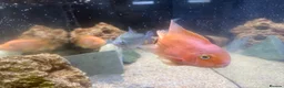 Cichlids fish for sale: FREE TROPICAL FISH  - Advert 2