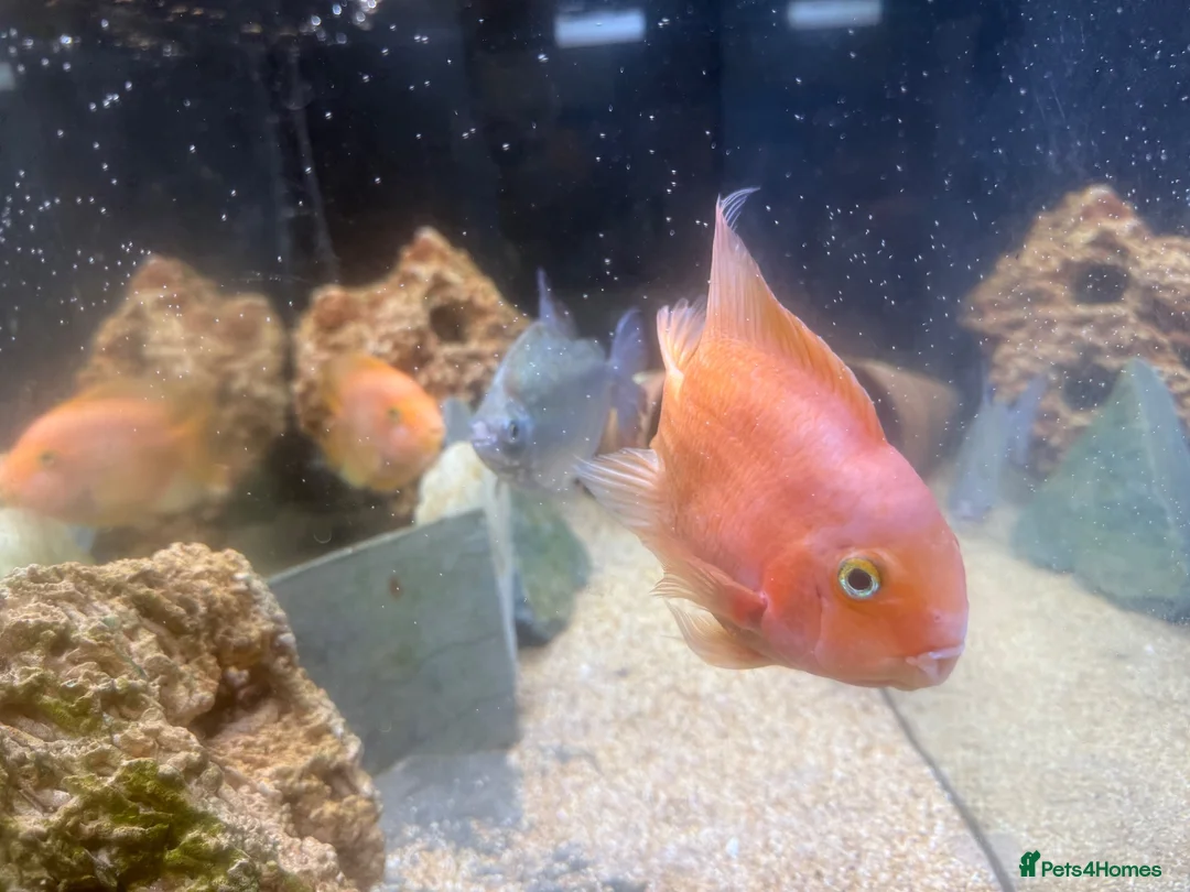 Cichlids fish for sale: FREE TROPICAL FISH  - Advert 2