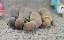 Italian Greyhound dogs for stud: MR MILO AT STUD ( HEALTH TESTED ) in Batley - Image 6