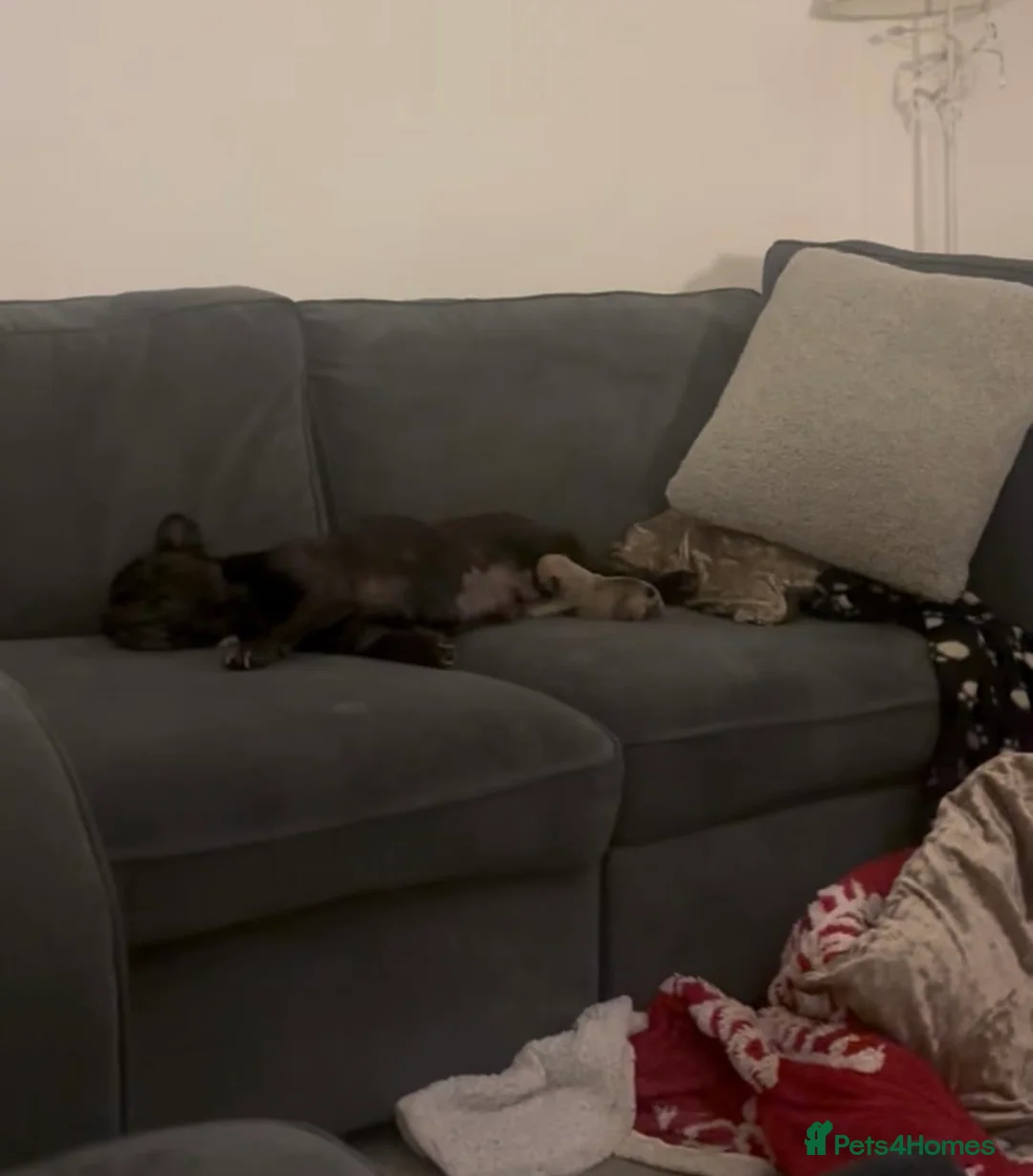 French Bulldog dogs for sale: 1 female French bull dog puppy  - Advert 2