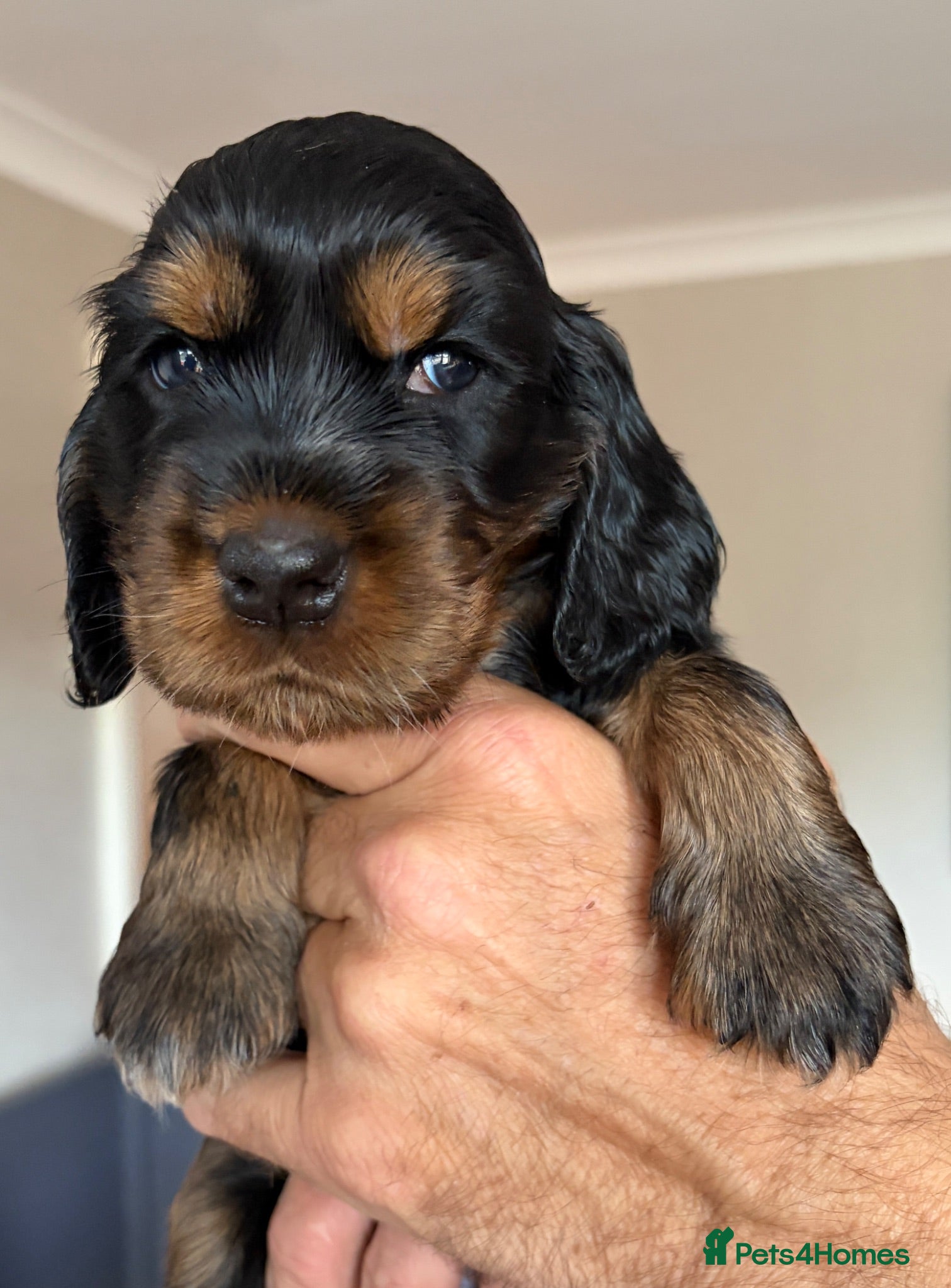 Cocker Spaniel dogs STUNNING SHOW COCKER SPANIEL only girls available  - Advert 13