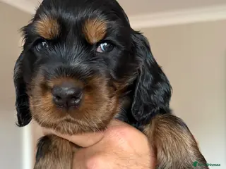 Cocker Spaniel dogs STUNNING SHOW COCKER SPANIEL only girls available - Advert 13