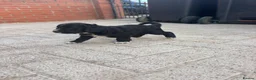 Cocker Spaniel dogs for sale: Stunning kc registered working cocker spaniels - Advert 14