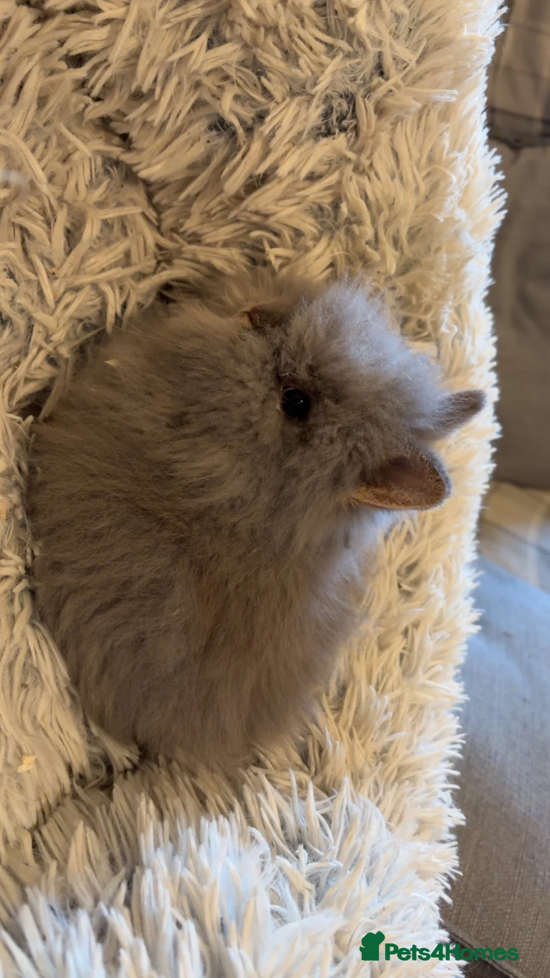 Lionhead rabbits for sale: Two male double main lion head rabbits  - Advert 2