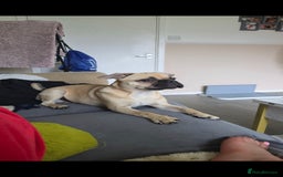 Mixed Breed dogs for sale: 7 month old puppy for rehoming - Image 3
